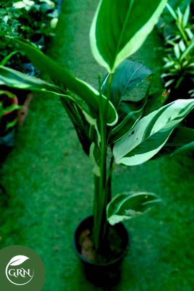 Alpinia Zerumbet / Shell Ginger (Variegata)