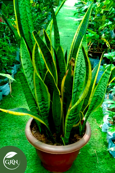 Large Sansevieria Plant (XL), Snake Plant