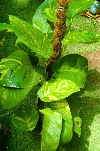 Money Plant / Epipremnum Aureum With Pot