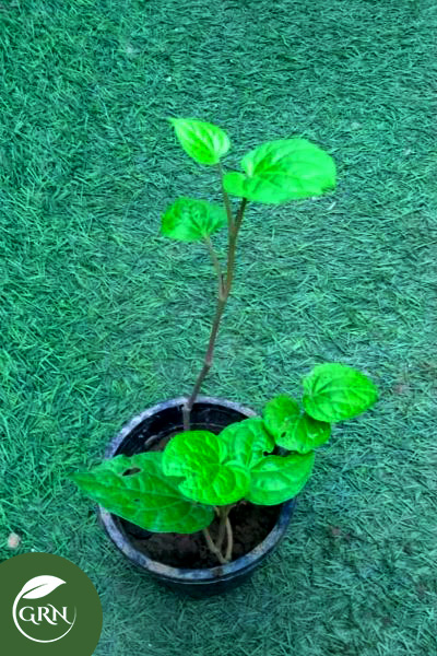 Small Paan Plant / Betel leaf Plant with Black Pot