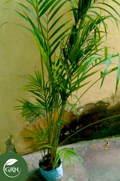 Cantheen Palm / Indoor Palms XL Size