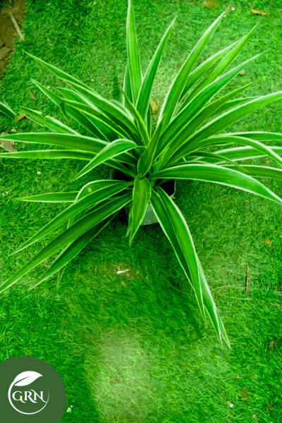 Chlorophytum (Airplane Plant) Small Size