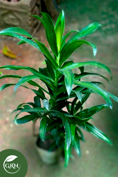 Dracaena Compacta Plant Medium Size