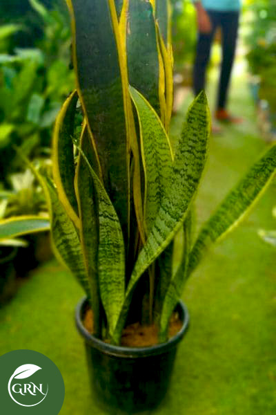 Sansevieria Plant, Snake Plant (S, M, L) Size