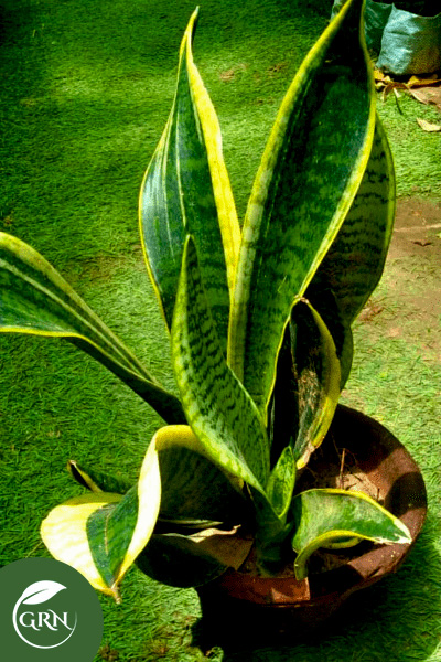 Sansevieria Plant, Snake Plant (S, M, L) Size