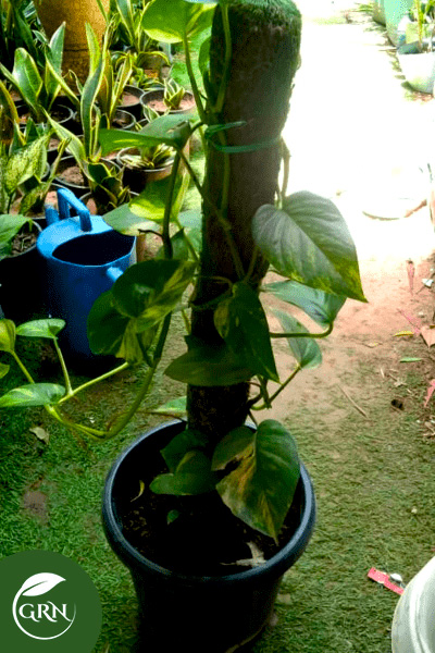 Money Plant / Epipremnum Aureum With Pot