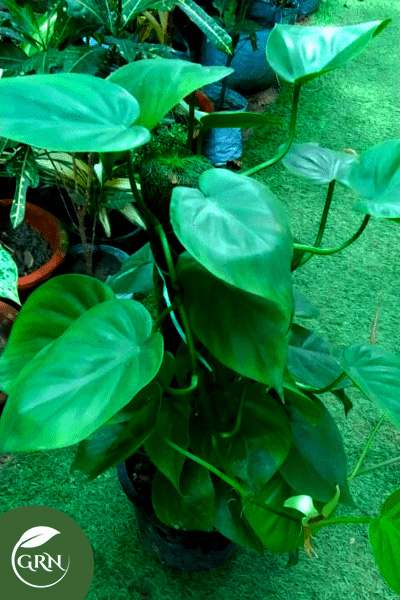 Oxycardium (Philodendron) Plant With Black Pot