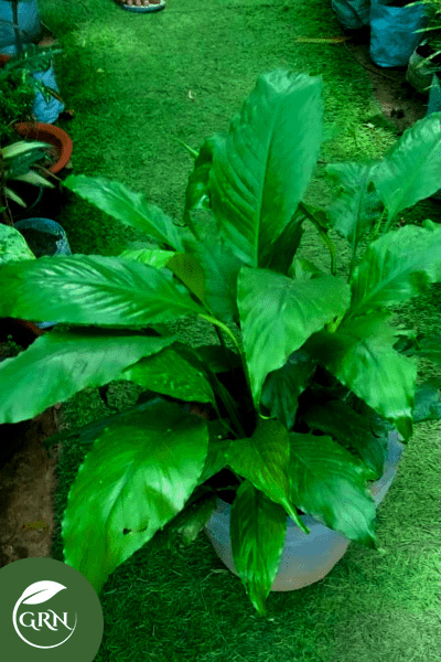 Peace lily (Spathiphyllum) Indoor With Cement Pot