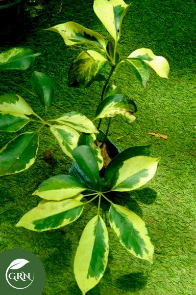 Schefflera (Saplera) Variegated (Yellow Leaf) Plant