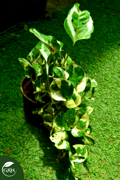 Small Money Plant / Silver Stone With Pot