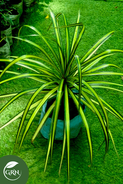 Medium Size Spider Plant / Chlorophytum