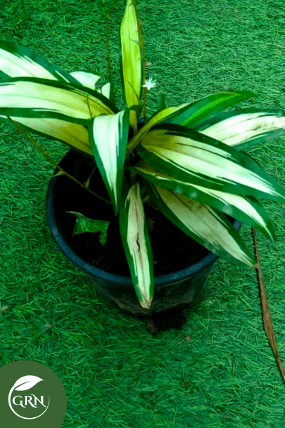 Medium Size Spider Plant / Chlorophytum