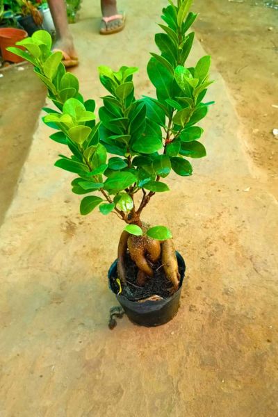 Small Size Bonsai Trees (Japanese Plant)