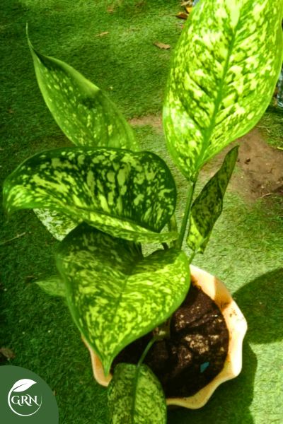 buy aglonima variegated plant