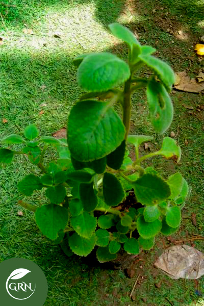 Small Size Ajwain Plant