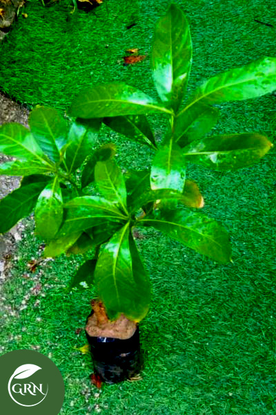 Alba Champa (Plumeria) Plant