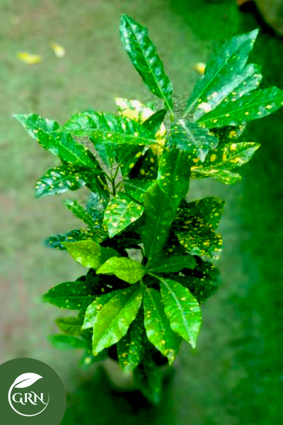 Baby Croton Plant