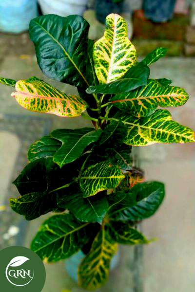 Bangalore Croton Medium Size Plant