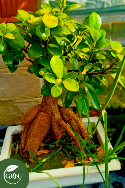 buy bonsai plant