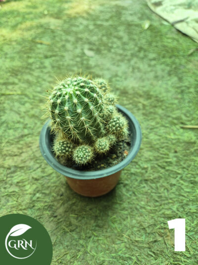 buy cactus plant online