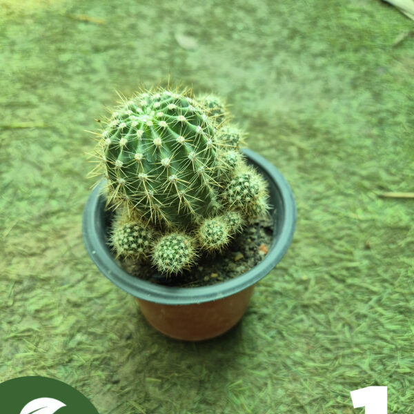 4 Inch Small Sizes Cactus All Varieties