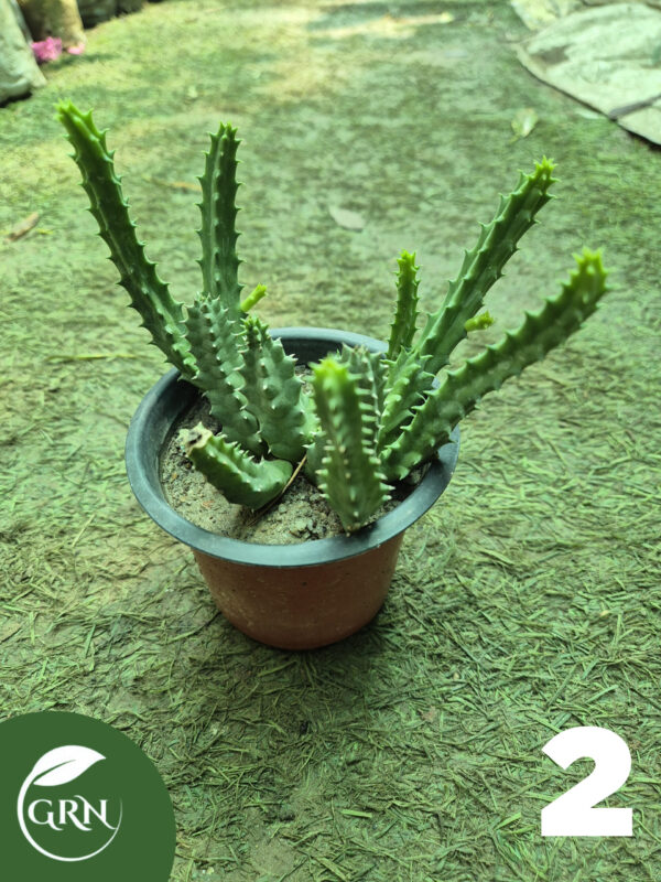 buy cactus plant online