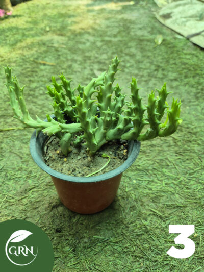 buy cactus plant online