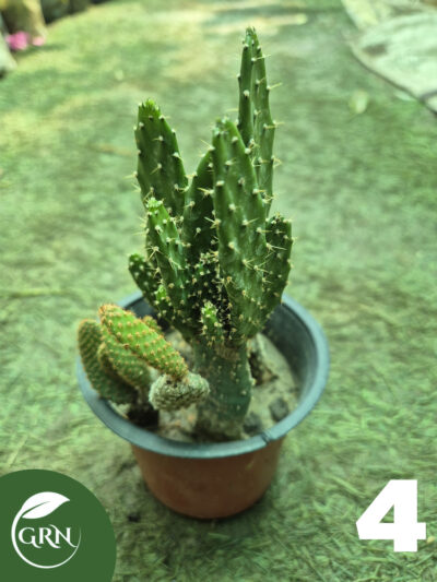 buy cactus plant online