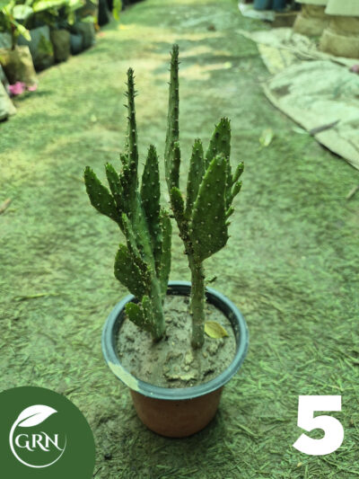 buy cactus plant online