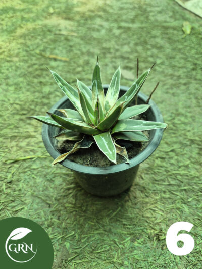 buy cactus plant online