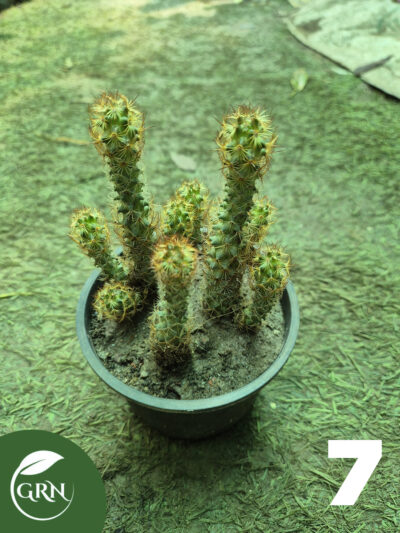 buy cactus plant online