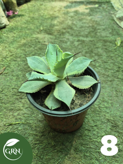 buy cactus plant online