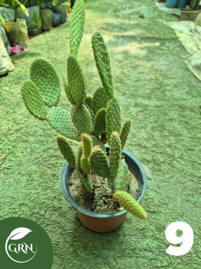 buy cactus plant online