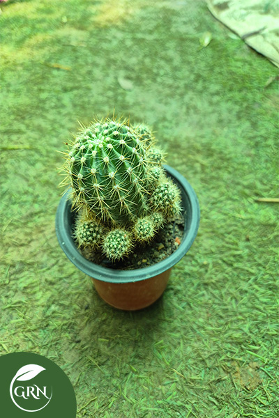 4 Inch Small Sizes Cactus All Varieties