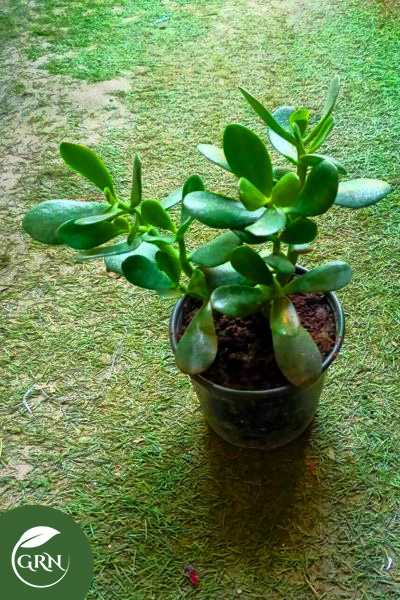 Crassula “Jade Plants” Small Size