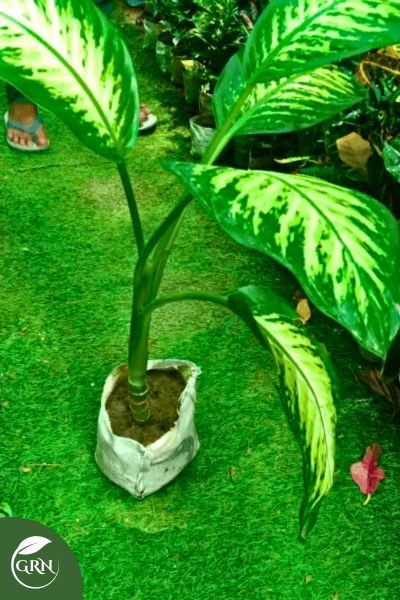 Dieffenbachia Tropic (Snow White) Indoor Plant