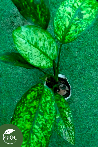 Dieffenbachia Seguine (Jacq.) Schott, Dumb Cane