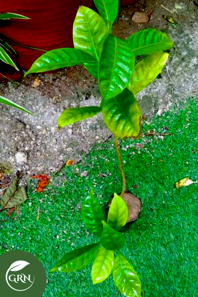 Double Chandni (Pinwheelflower) Plant