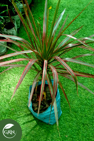 Dracaena Colorama Red Plant