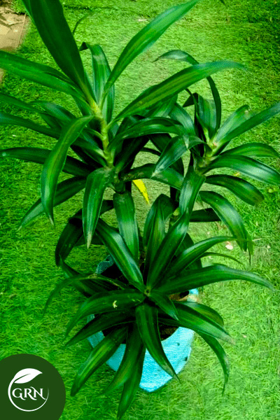 Dracaena Green Leaves (M) Size