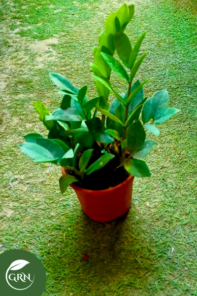 GG Plant (Epipremnum aureum) With Pot