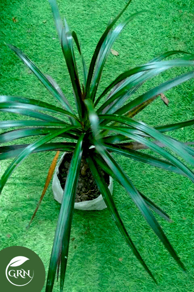 Dracaena Colorama Green Leaves Plant