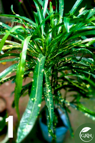 Codiaeum Variegatum (Croton) Large