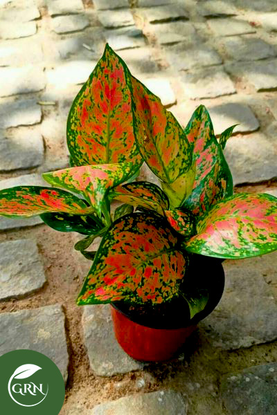 Aglonima Lipstick Plant Variety