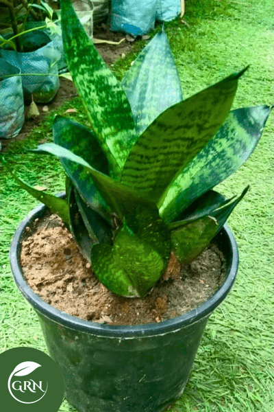 Sansevieria Green Leaves / Snake Plant (Medium) Size With Black Pot