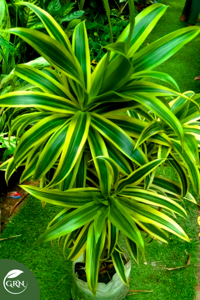 Son of India (Dracaena Reflexa)