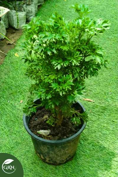 Verigated Aralia (Small And Medium) With Green Leaves