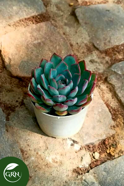 Mini Succulent (Kamal Cactus) Plant