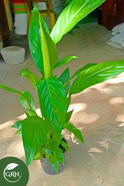 Peace Lily (Spathiphyllum) Plant Black Pot