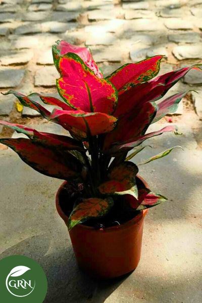 Lipstick Plant (Pink Leaves) Under Rs. 500